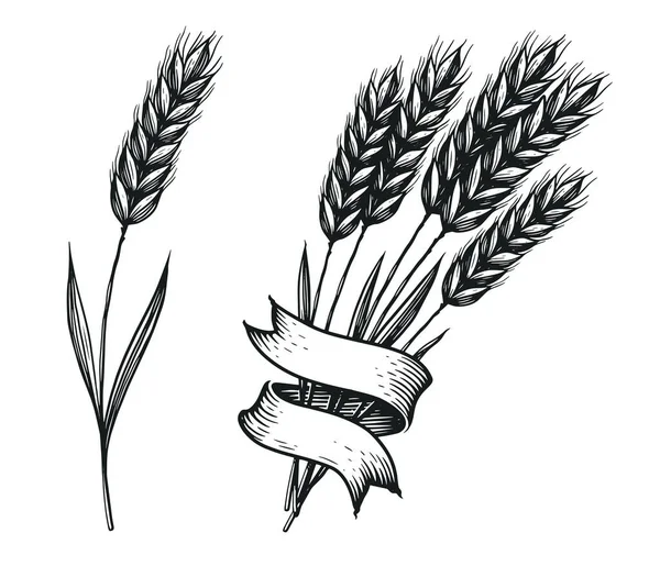 Векторні Ілюстрації Руки Намальовані Пшеничні Вуха Гравірування Ескіз Зерновий Хліб — стоковий вектор