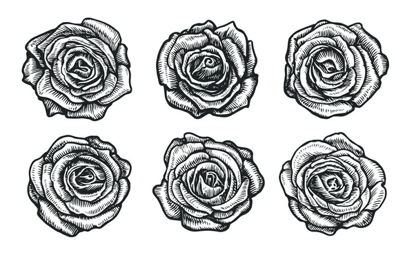 Decorative Flowers Roses Rose Buds Set Vintage Engraving Style — Stock Vector