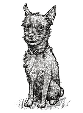 Küçük köpek. Teriyerin el çizimi çizimi. Şirin köpek resmi.