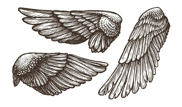 Wings Set Sketch Hand Drawn Heraldic Bird Angel Wings Vector — Stockový vektor