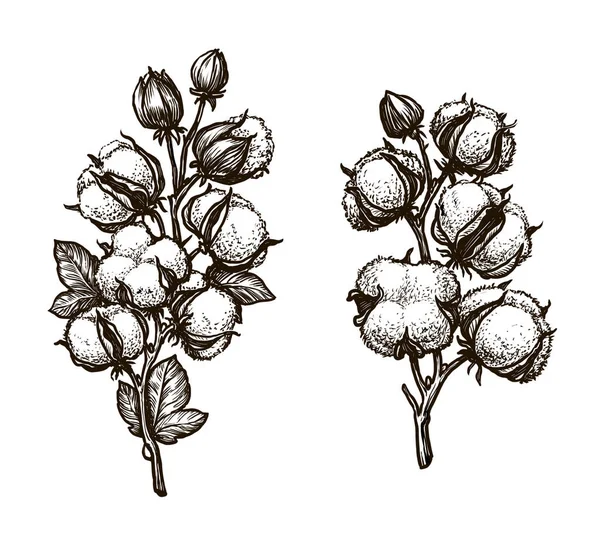 Cotton Twig Isolated White Background Hand Drawn Sketch Flower Vintage — Stok fotoğraf