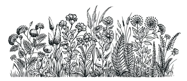 Λουλούδια Και Βότανα Vintage Γρασίδι Λιβάδι Και Φυτά Σκίτσο Χειροκίνητη — Διανυσματικό Αρχείο