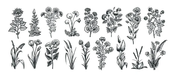 Dibujo Conjunto Flores Plantas Hojas Boceto Negro Aislado Sobre Fondo — Archivo Imágenes Vectoriales