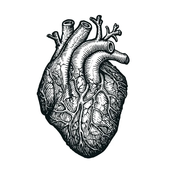 Sketsa Jantung Manusia Pada Latar Belakang Putih Tangan Digambar Organ - Stok Vektor