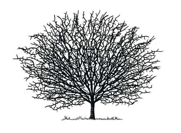 Sylwetka Okrągłe Drzewo Gałęziami Białym Tle Ilustracja Wektora — Wektor stockowy