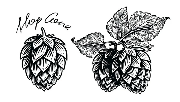 Houblon Plante Herbacée Pour Brasserie Bière Gravure Vintage Croquis Vectoriel — Image vectorielle