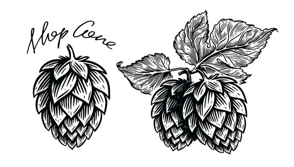 Planta Lúpulo Para Cervecería Cerveza Grabado Ilustración Vectores Bocetos Vintage — Vector de stock