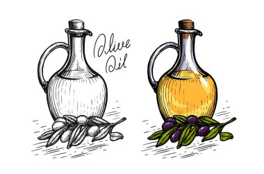 Zeytin dalı uzatılmış bir şişe zeytin yağı. Elle çizilmiş organik sağlıklı yiyecek. Eskiz klasik vektör çizimi