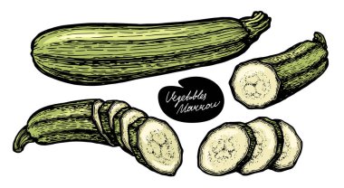 Sebze iliği. Yeşil ve dilimlenmiş kabak kabağı. Çiftlik gıda vektörü illüstrasyonu