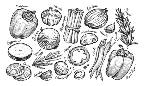 Ensemble Légumes Frais Croquis Alimentation Biologique Dessinée Main Illustration Vectorielle — Image vectorielle