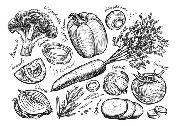 素描素描 农场有机食品手绘古董病媒图解 — 图库矢量图片