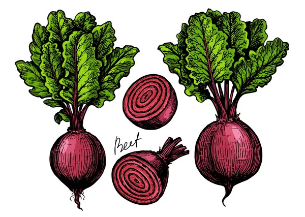 Rüben Mit Blättern Vektorillustration Für Frisches Bauerngemüse — Stockvektor