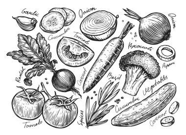 Sebzeler çizilmiş. Çiftlik organik gıda vintage vektör çizimi