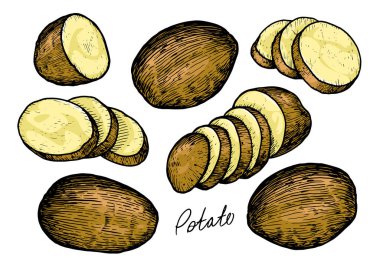 Kök ekinleri ve dilimlenmiş parçalarla hazırlanmış çiğ patates. Çiftlik sebzeleri vektör çizimi