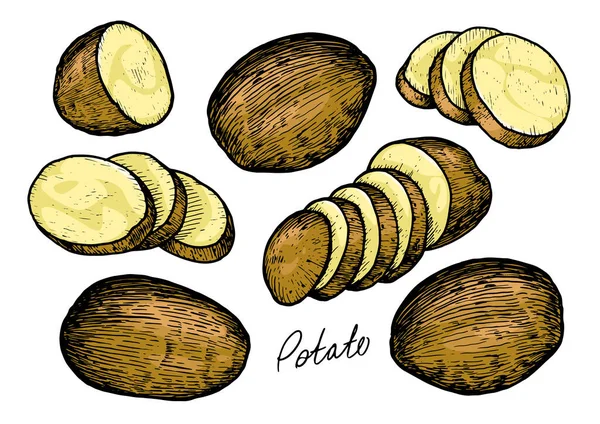 Raw Potatoes Set Whole Root Crops Sliced Pieces Farm Vegetables — Stock Vector