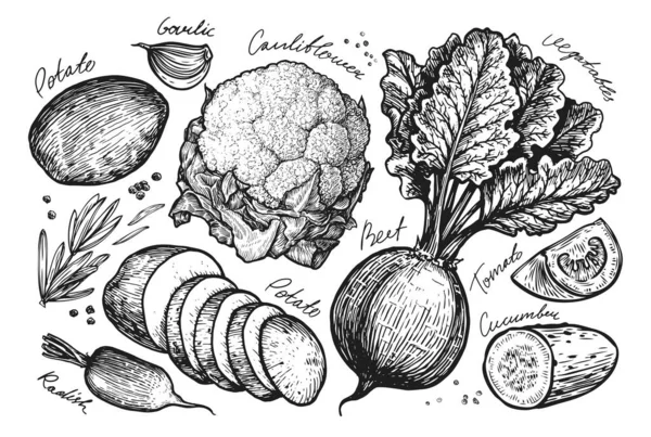 Fresh Vegetables Set Sketch Farm Organic Food Hand Drawn Vector — Stock Vector