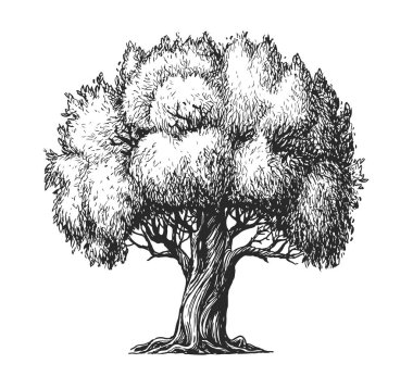 Beyaz üzerine izole edilmiş zeytin ağacı. Doğa konsepti. El çizimi klasik vektör çizimi