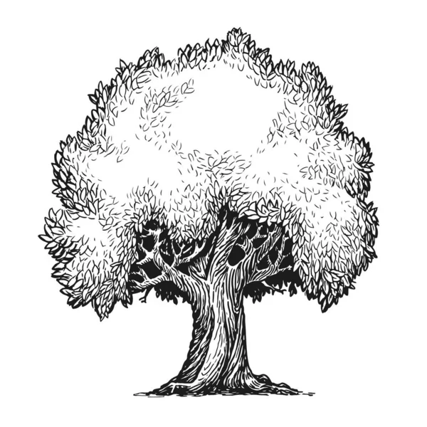 Yapraklı Ağaç Doğa Konsepti Vintage Vektör Çizimi — Stok Vektör