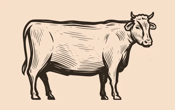 Αγελάδα Στέκεται Πλήρη Ανάπτυξη Πλευρική Άποψη Κρέας Βοδινού Κρεοπωλείο Εικονογράφηση — Διανυσματικό Αρχείο