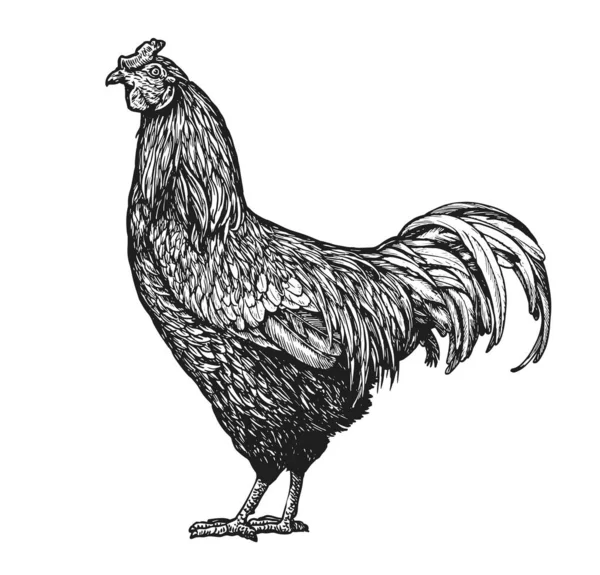 Rooster Vintage Engraving Style Farm Bird Sketch Vector Illustration — Stock Vector