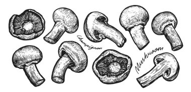 Robot resim tarzında mantar şampiyonu. Sebze vektör çizimi, çiftlik yiyeceklerinin ana hatları.
