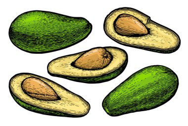 El çizimi detaylı avokado seti. Vektör illüstrasyonu