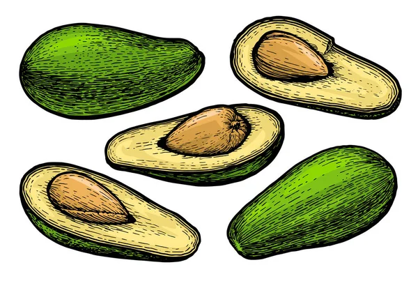El çizimi detaylı avokado seti. Vektör illüstrasyonu