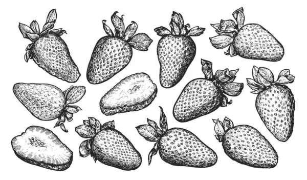 Fragola Intera Affettata Disegnata Stile Incisione Berry Sketch Set Illustrazione — Vettoriale Stock