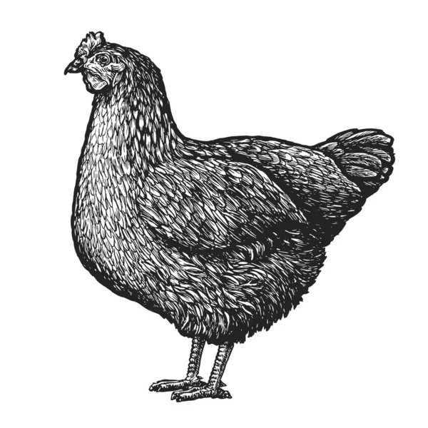 Курица Стоит Изолированы Белом Фоне Фермерская Птица Стиле Эскиза Векторная — стоковый вектор