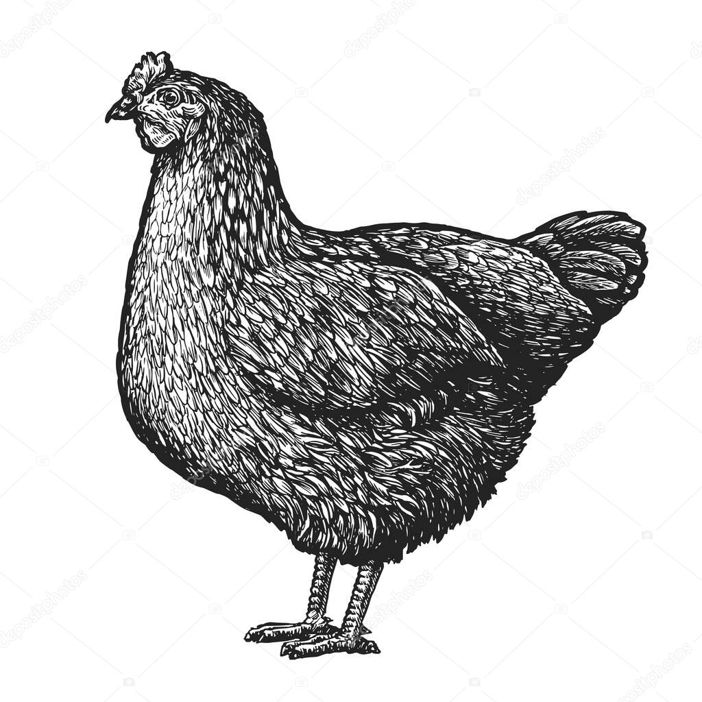 Chicken standing isolated on white background. Farm bird in sketch style. Vector illustration