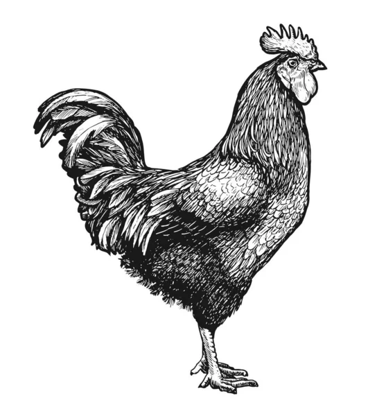 鶏や農場のカクテルのスケッチ コックヴィンテージ彫刻ベクトルイラスト — ストックベクタ