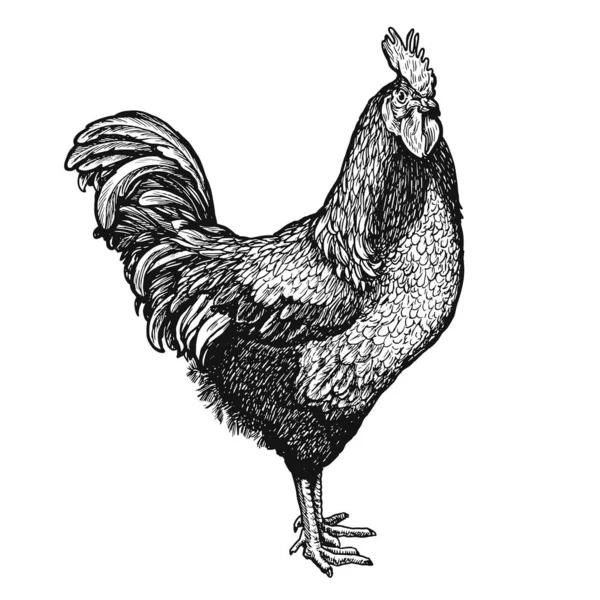 Rooster Sketch Isolated White Background Hand Drawn Vintage Cock Retro — Archivo Imágenes Vectoriales