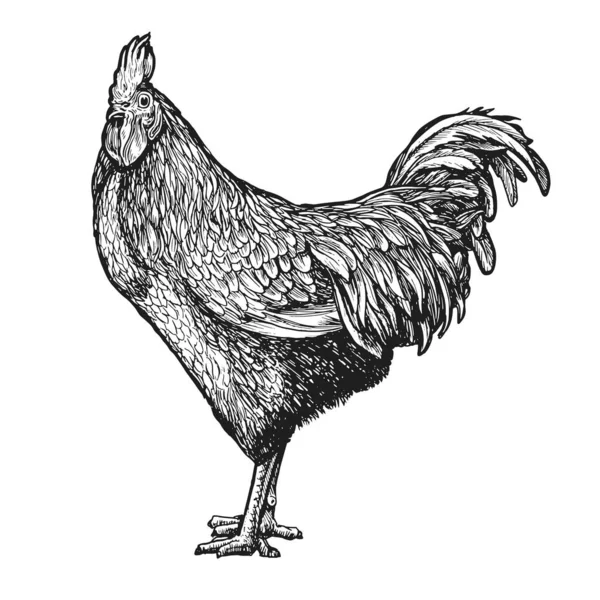 Rooster Sketsa Vektor Tangan Digambar Dalam Gaya Ukiran Vintage Hewan - Stok Vektor