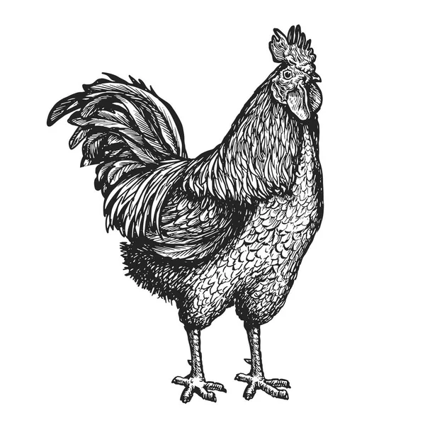 Gallo Galletto Schizzo Animale Fattoria Disegnato Mano Cazzo Vintage Incisione — Vettoriale Stock