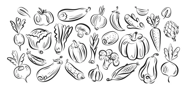 Definir Vetor Vegetais Agrícolas Vegan Coleta Alimentos Orgânicos Mão Desenhada —  Vetores de Stock