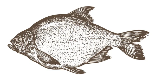 Sketch Sea Bream Sketch Vintage Ilustrasi Vektor Gambar Tangan Ikan - Stok Vektor