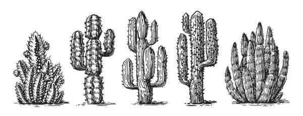 Set Schizzi Disegnati Mano Cactus Vettore Cactus Selvatici Messicani Con — Vettoriale Stock