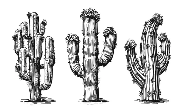 Coleção Cactos Diferentes Plantas Deserto Isoladas Sobre Fundo Branco Vetor — Vetor de Stock