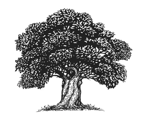 Оливковое Дерево Оливковым Наброском Ручной Рисунок Дерева Листьями Винтажном Стиле — стоковый вектор