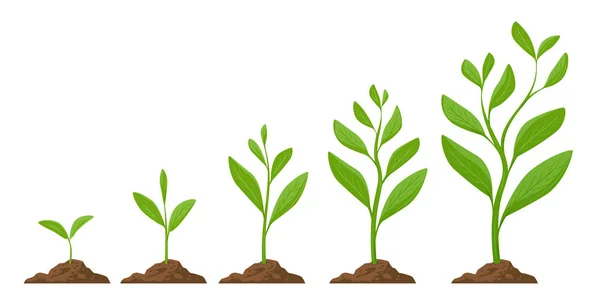 Planting Tree Infographic Phases Plant Growing Sprout Plant Tree Growing — Vettoriale Stock