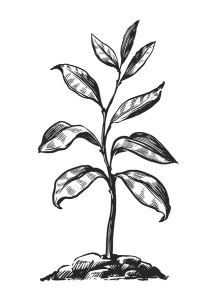 Sprout Ground Sketch Leafy Plant Young Tree Growing Soil Isolated — Stok Vektör
