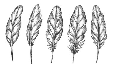 Set bird feathers isolated. Hand drawn bird plumage and quill. Sketch vector illustration in vintage engraving style