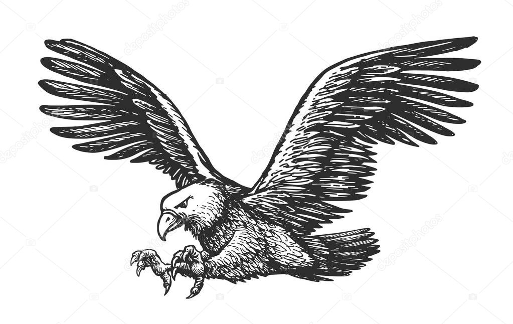 Bald eagle flying attacking isolated on white background. Animal hand drawn sketch in vintage engraving style