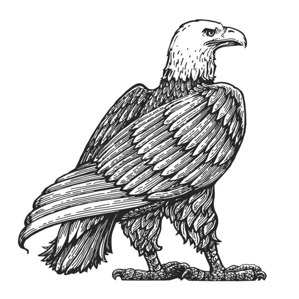 Bald Eagle standing life size isolated on white. Hand drawn sketch bird vector illustration in vintage engraving style