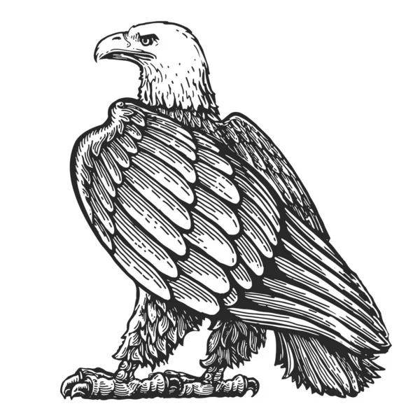 雄鹰的生活尺寸与白色隔离 手绘素描动物鸟画 老式雕刻风格 — 图库照片