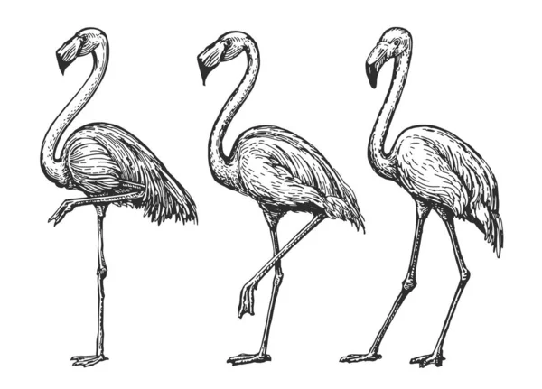 Flamingo Skiss Exotiska Tropiska Fåglar Redo Isolerade Vilda Djur Vektor — Stock vektor