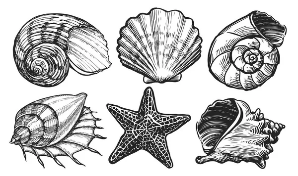 手工绘制的海贝壳和海星集 海洋收集概念 老式雕刻风格的素描插图 — 图库照片