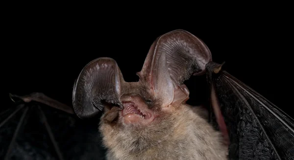 Morcego de orelhas compridas castanho — Fotografia de Stock