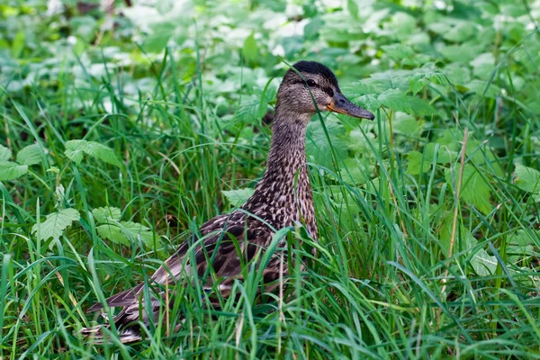 Hona av gräsand — Stockfoto