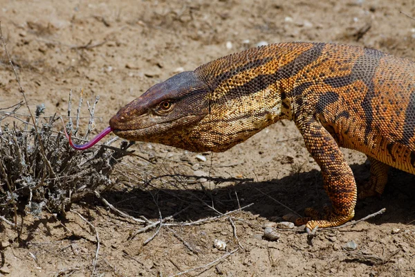 キジル クム砂漠、ウズベキスタンのオオトカゲ — ストック写真